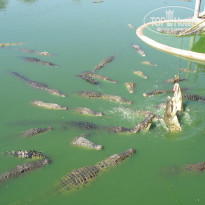 Jomtien Palm Beach 4* крокодилья ферма - Фото отеля
