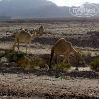 Marina Plaza Tala Bay 4* Пустыня, дикие верблюды - Фото отеля