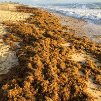 Ocean El Faro 5* водоросли на пляже утром - Фото отеля
