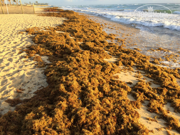Ocean El Faro 5* водоросли на пляже утром - Фото отеля