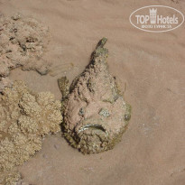 Zahabia Hotel & Beach Resort 4* - Фото отеля
