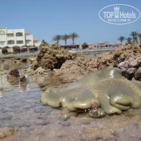Zahabia Hotel & Beach Resort 4* - Фото отеля