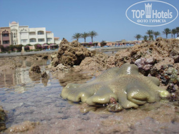 Zahabia Hotel & Beach Resort 4* - Фото отеля