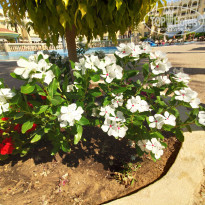 Steigenberger Marhaba Thalasso Hammamet 5* - Фото отеля