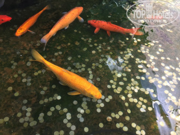 Pearl River Garden 4* - Фото отеля