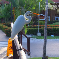 Grand Palladium Punta Cana Resort & Spa 5* - Фото отеля