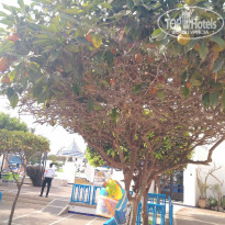 Caribbean Village Agador 3* апельсиновое дерево в отеле - Фото отеля