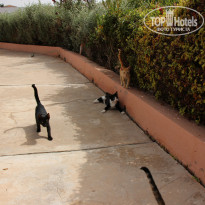 Caribbean Village Agador 3* Котики милашки - Фото отеля