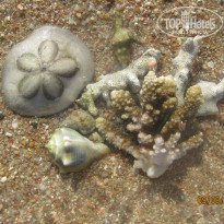 Zahabia Hotel & Beach Resort 4* - Фото отеля