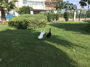 Kemer Dream 4* - Фото отеля