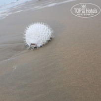 Sailing Bay Beach Resort 4* - Фото отеля
