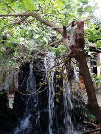 Hainan Greentown Blue Bay Resort 4* остров обезьян - Фото отеля
