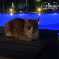Titan Select 5* Кошки чувствуют себя на территории отеля ОЧЕНЬ вольготно...:) - Фото отеля