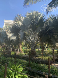 Sailing Bay Beach Resort 4* - Фото отеля