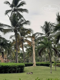 Punta Cana Princess All Suite Resort & Spa 5* - Фото отеля