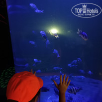 Golden Tulip Sharjah 4* Океанариум - Фото отеля