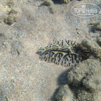 Zahabia Hotel & Beach Resort 4* - Фото отеля