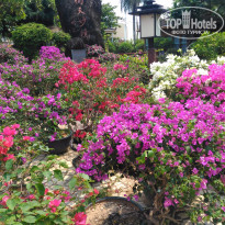 South China 4* изумительные цветы! - Фото отеля