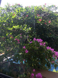 Diamond Cottage Resort & Spa 4* - Фото отеля