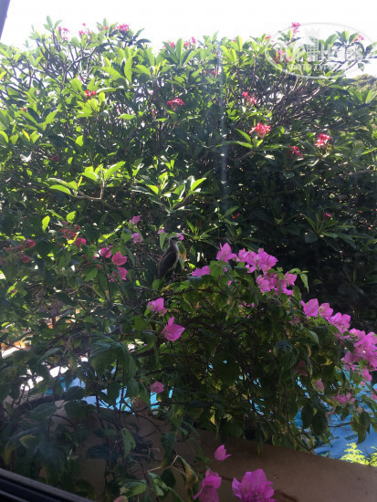 Diamond Cottage Resort & Spa 4* - Фото отеля