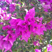 Be Live Hamaca Garden 4* - Фото отеля