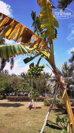 Memories Varadero Beach Resort 4* Пальмы банановые на территории - Фото отеля