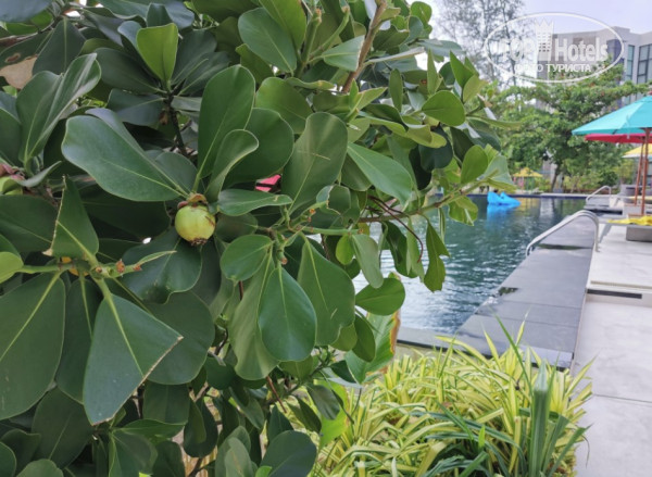 Cassia Phuket 4* - Фото отеля