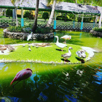 Iberostar Selection Bavaro Suites 5* - Фото отеля