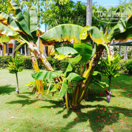 Iberostar Selection Bavaro Suites 5* - Фото отеля