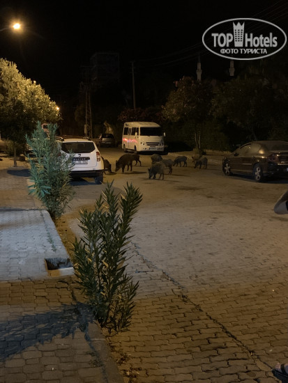 Pineta Club Hotel 4* - Фото отеля