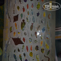 Dreams Vacation Resort Sharm El Sheikh 4* - Фото отеля