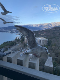 Green Park Yalta-Intourist 4* Общительные чайки - Фото отеля