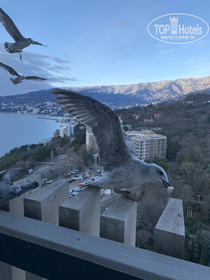 Green Park Yalta-Intourist 4* Общительные чайки - Фото отеля