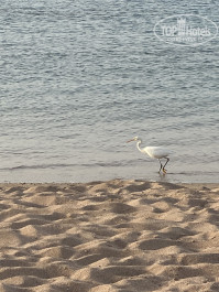 Naama Bay Promenade Resort Managed By Accor 5* - Фото отеля