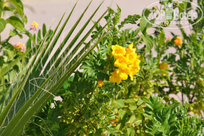 Dessole Royal Rojana Resort 5* - Фото отеля