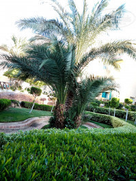 Zahabia Hotel & Beach Resort 4* - Фото отеля