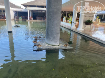 Catalonia Bavaro Beach, Golf & Casino Resort 5* - Фото отеля