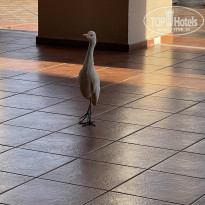 Memories Varadero Beach Resort 4* - Фото отеля
