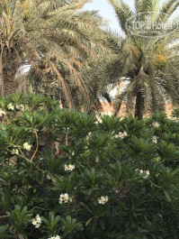 Carlton Sharjah 4* - Фото отеля