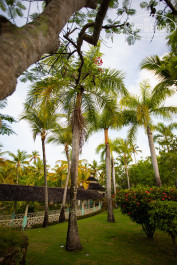 Iberostar Selection Bavaro Suites 5* - Фото отеля