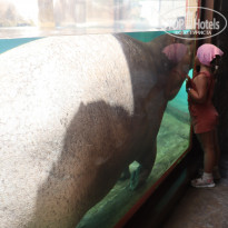 Carlton Sharjah 4* Экскурсия, бегемот в зоопарке - Фото отеля
