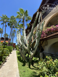 Green Paradise Beach Hotel 4* кактусы, кстати, ночью раскрывают свои цветки - Фото отеля