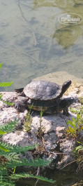 Antalya Adonis 5* - Фото отеля