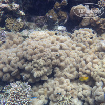 Мохнатый коралл