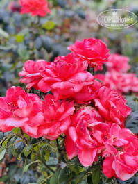 АзовЛенд территория утопает в цветах, много роз - Фото отеля