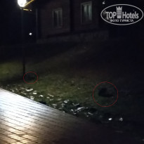Зайцы на ночной пирушке из ско
