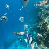 Рыбы у рифа (кадр из видео)