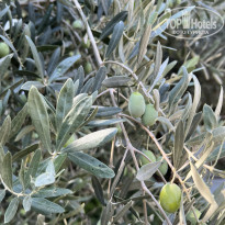 Оливковые деревья на территори