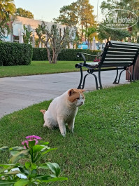 Akra Kemer 5* - Фото отеля