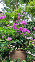 Orchidacea Resort 3* - Фото отеля